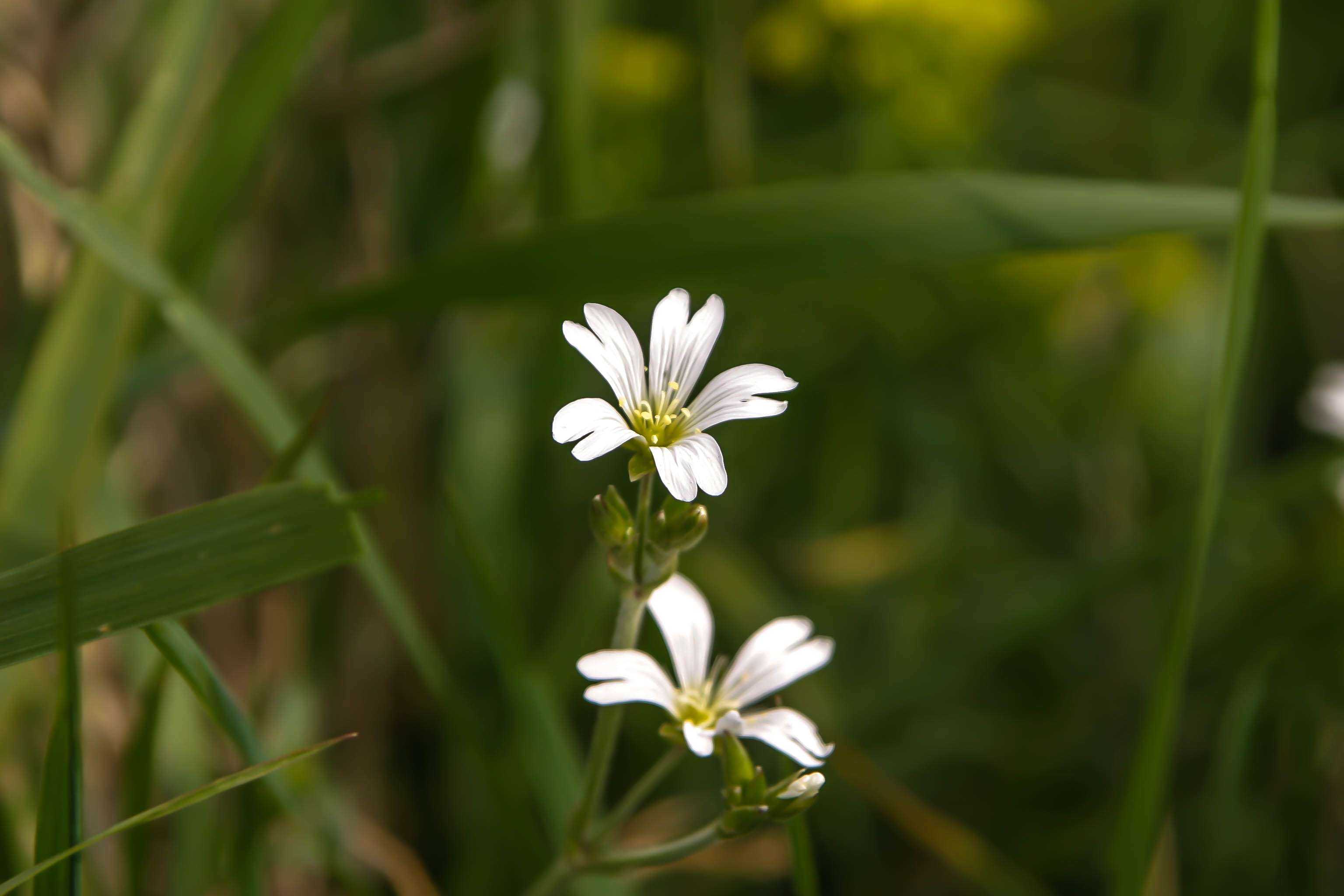 Hintergrundbilder | Kleine weiße Blüten