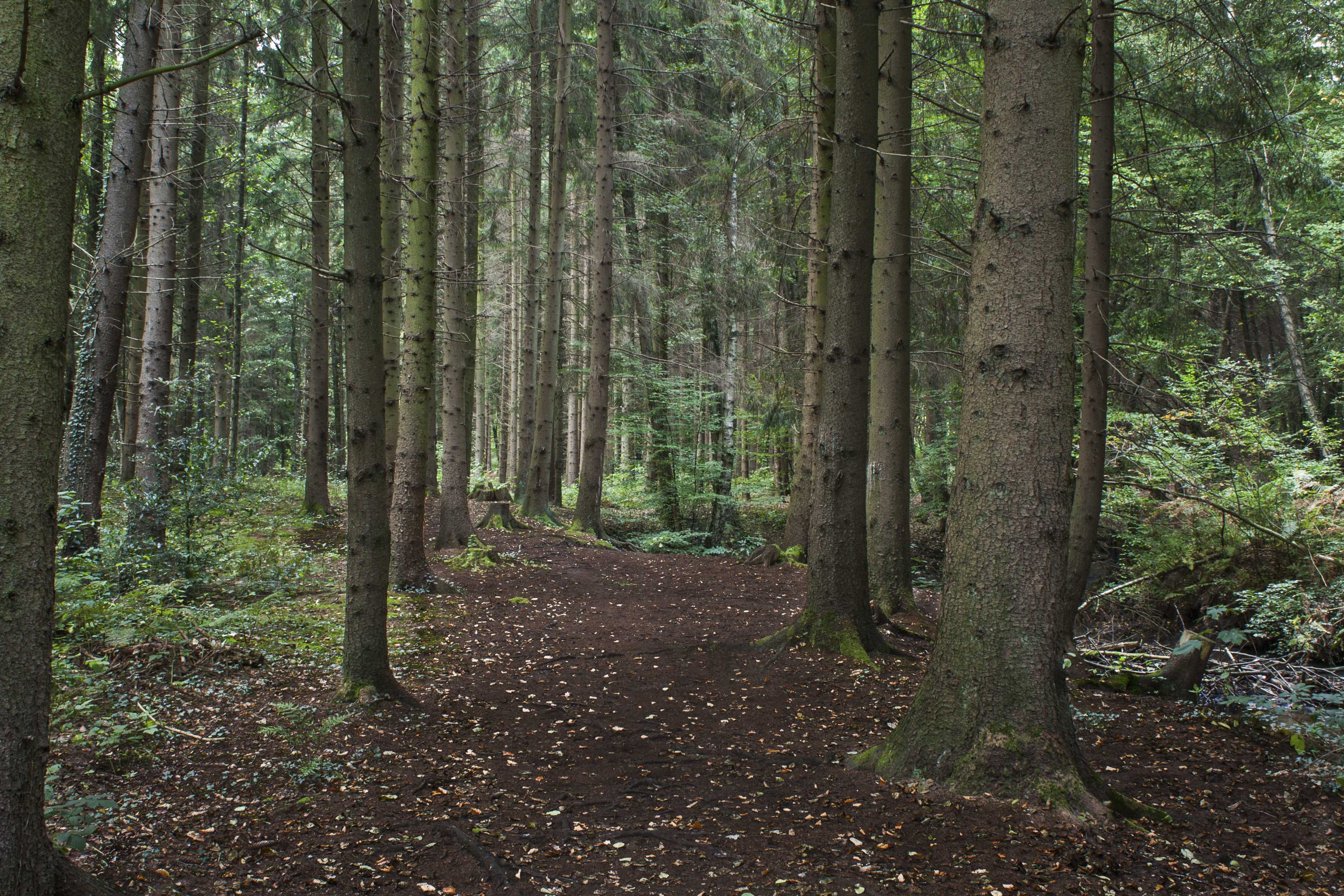 Hintergrundbilder | Waldweg durch den Tannenwald