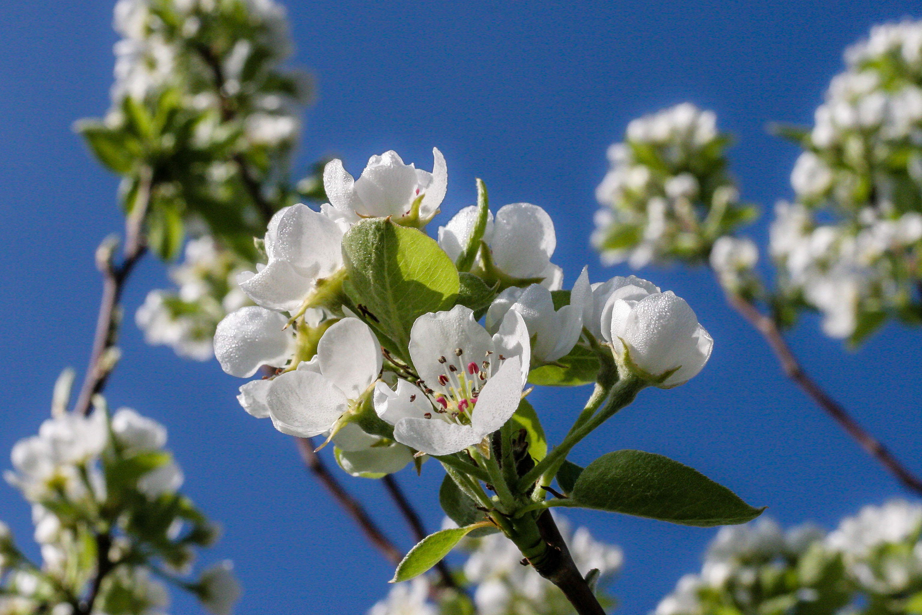 Hintergrundbilder Sommer Blumen : Fichte Paisajes Bildschirmauflösung