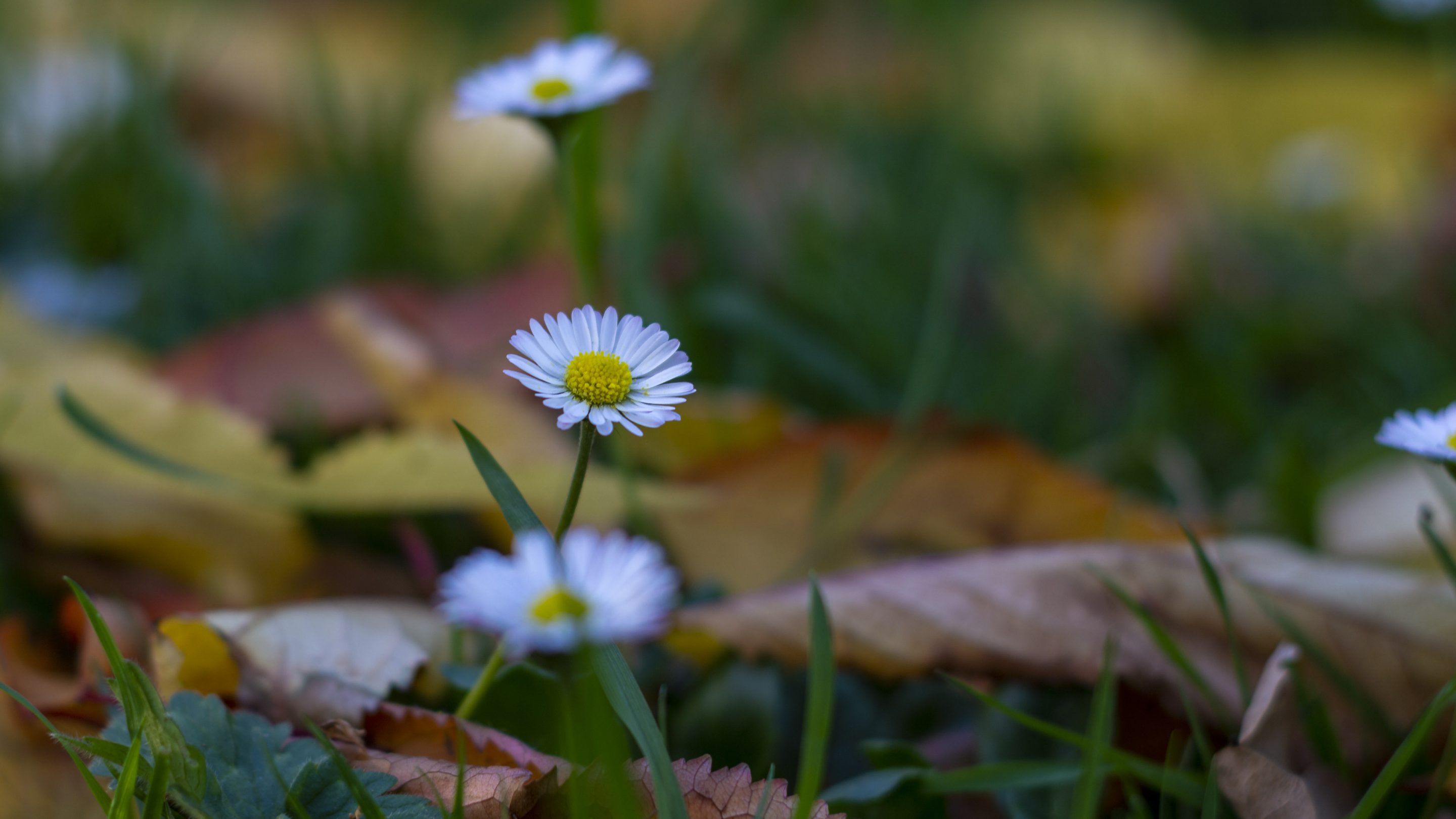 Hintergrundbilder Ganseblumchen Zwischen Laub