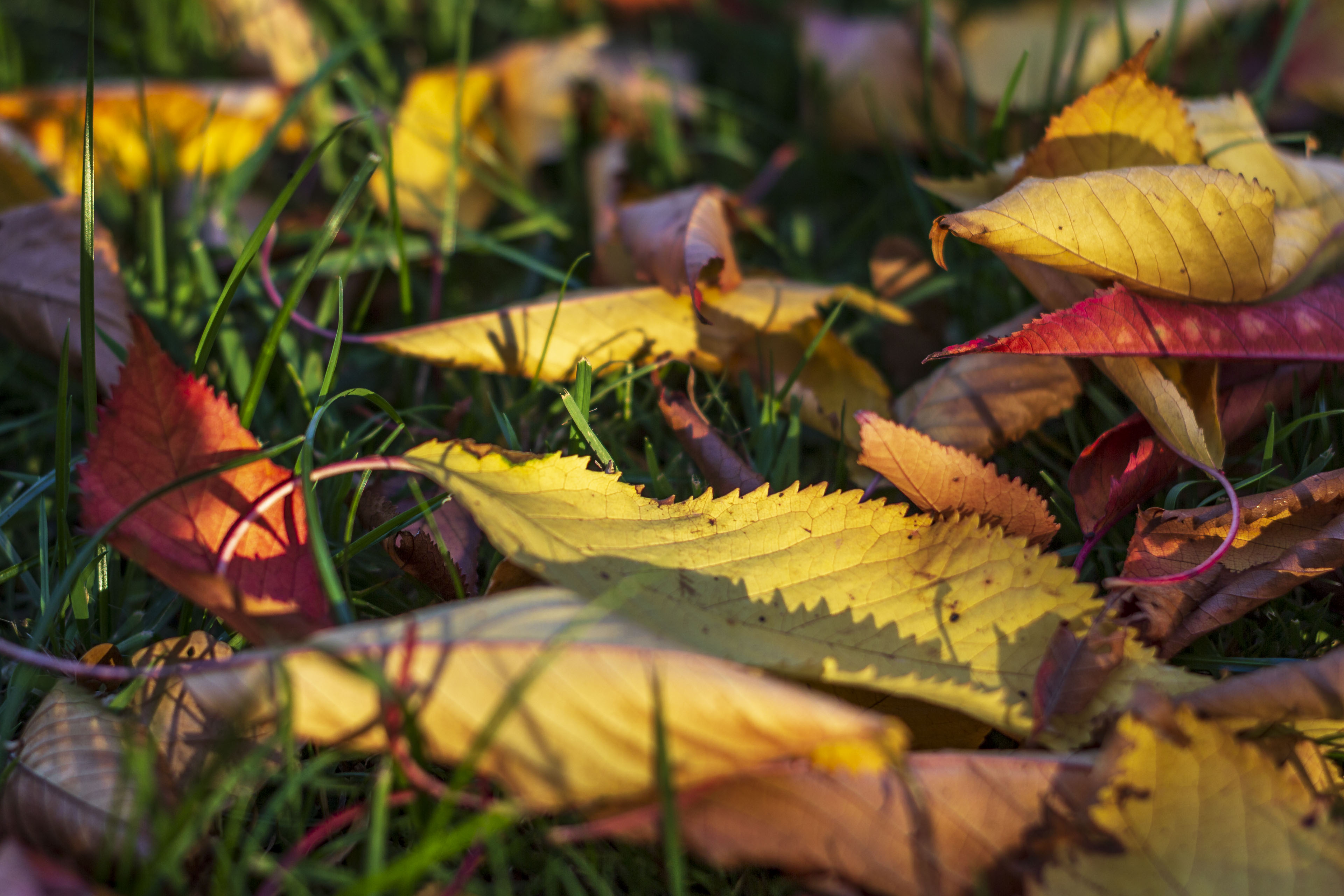 Hintergrundbilder | Herbstlaub in der Abendsonne