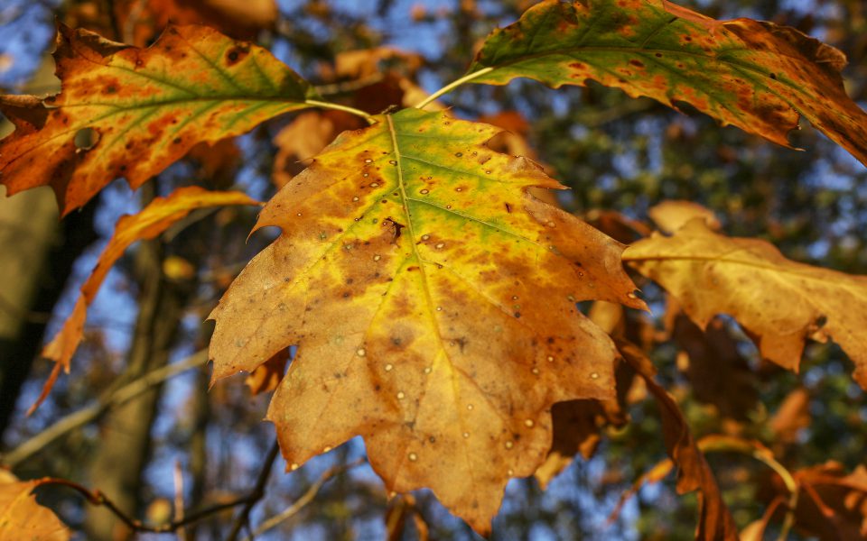 Hintergrundbilder Herbstliche Eichenblatter