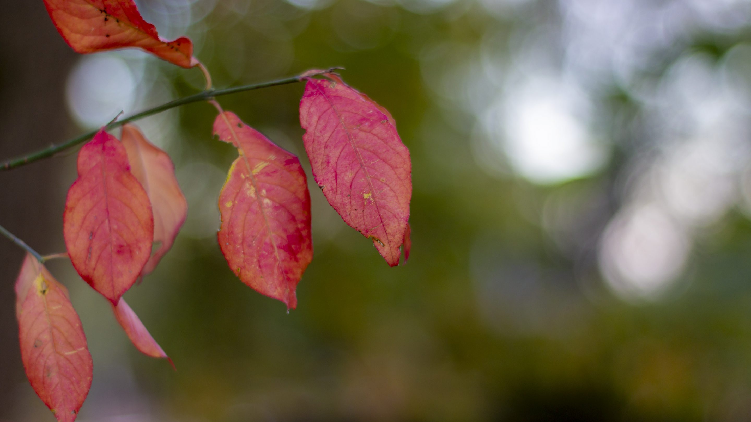 Hintergrundbilder Rote Blatter Im Herbst