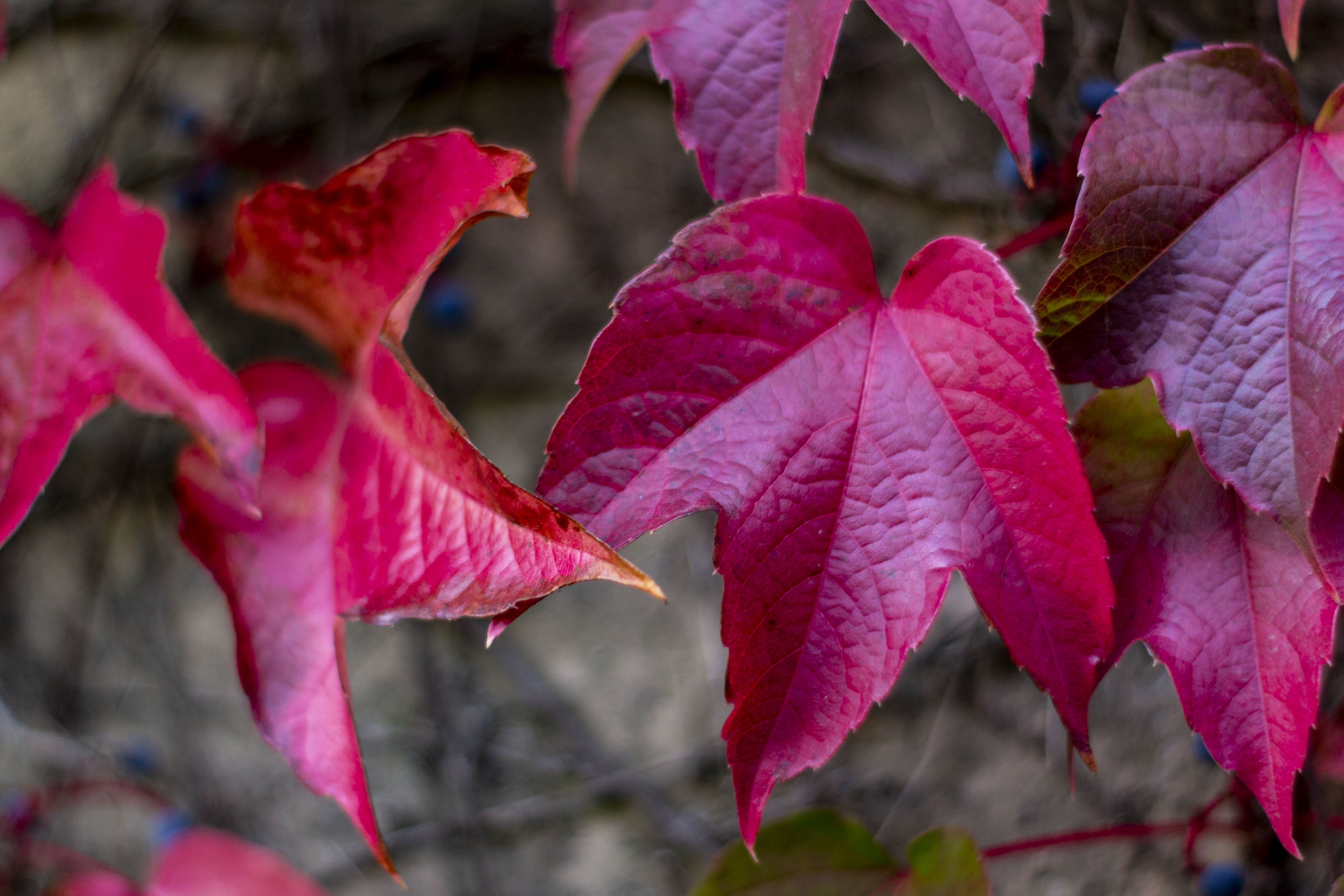 Hintergrundbilder | Rote Blätter Wilder Wein