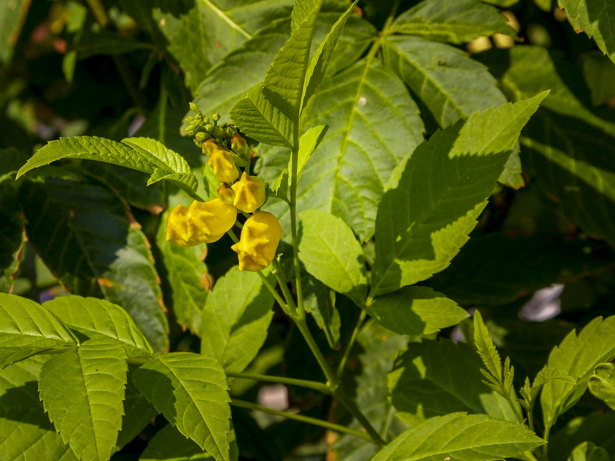 Hintergrundbilder Gelbe Bluten Mit Viel Grun