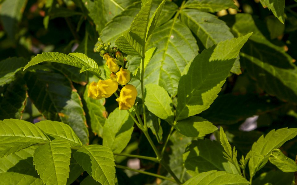 Hintergrundbilder Gelbe Bluten Mit Viel Grun