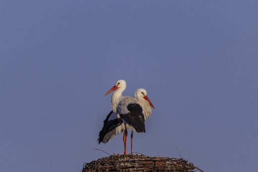 Tiere Hintergrundbilder De